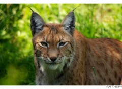 Wallpapers Animals Portrait de Lynx