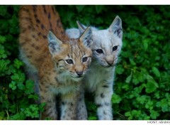 Wallpapers Animals Naissances  Gaia Park (Lynx)