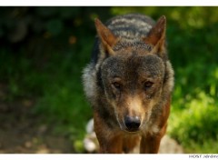 Fonds d'cran Animaux Portrait de Loup . 1