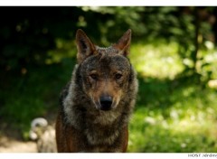 Fonds d'cran Animaux Portrait de Loup . 2