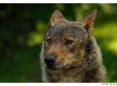 Fonds d'cran Animaux Portrait de Loup . 3