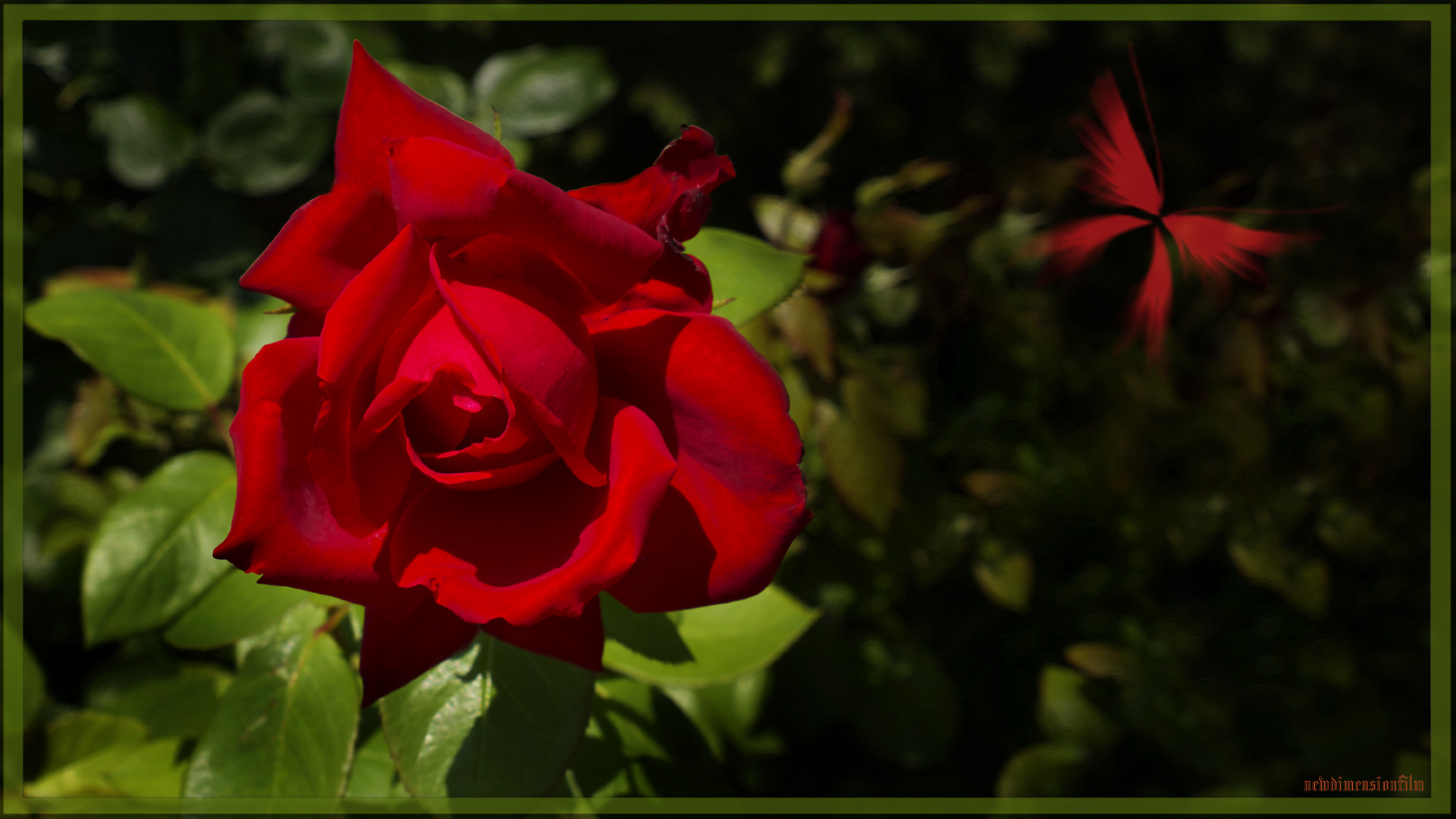 Fonds d'cran Nature Fleurs sanglante rose