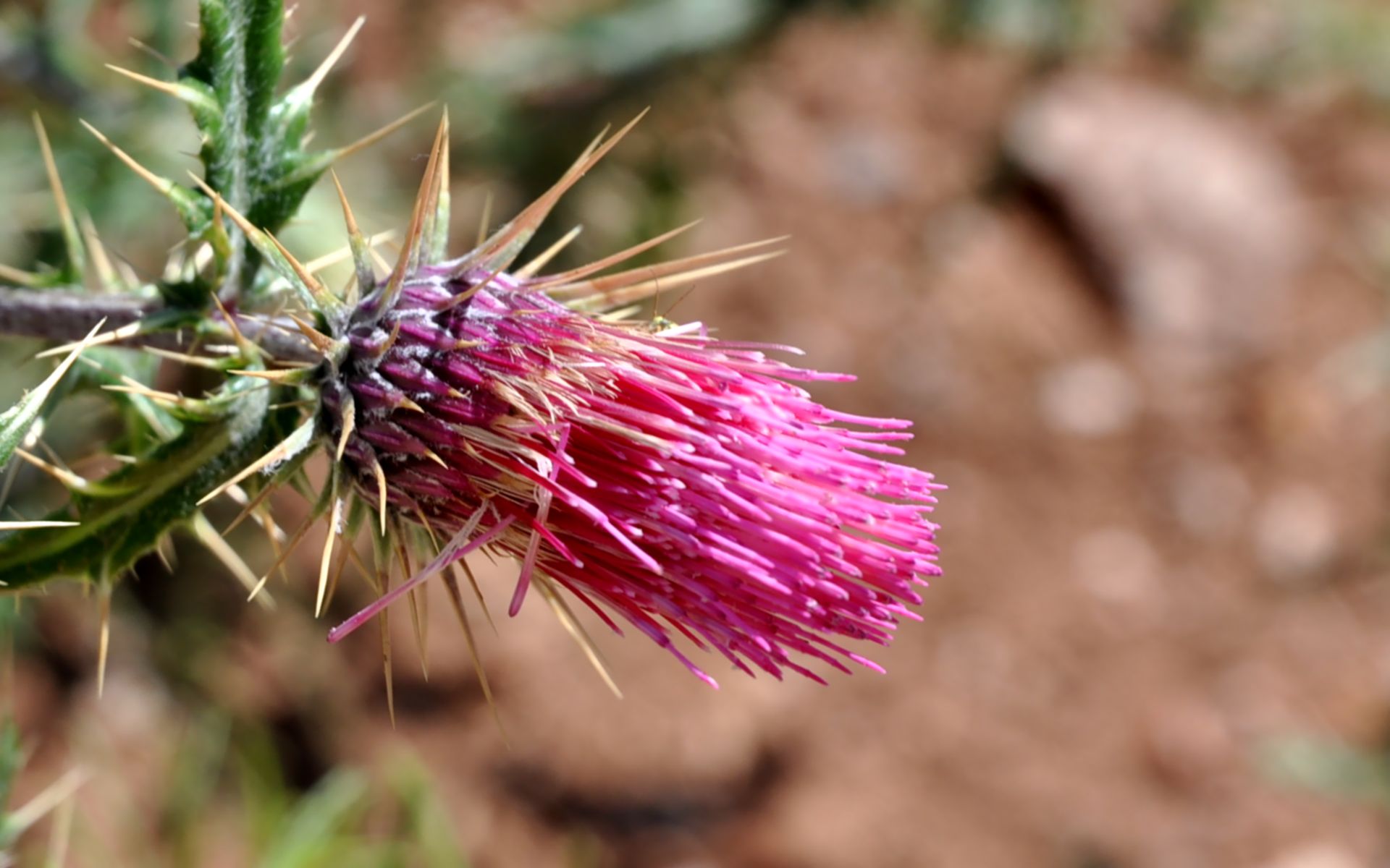 Fonds d'cran Nature Fleurs 