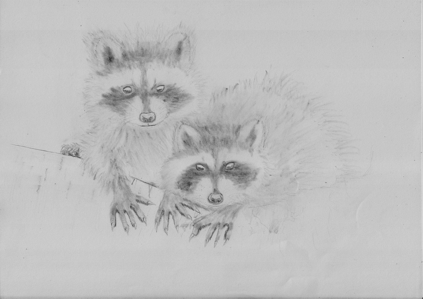 Fonds d'cran Art - Crayon Animaux - Rongeurs Divers waschbren