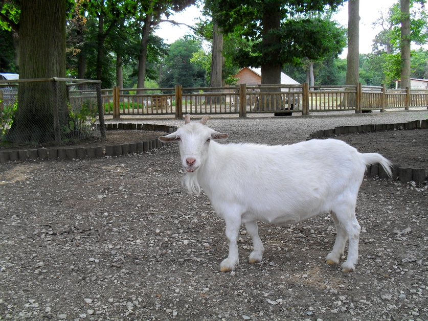 Fonds d'cran Animaux Chvres 