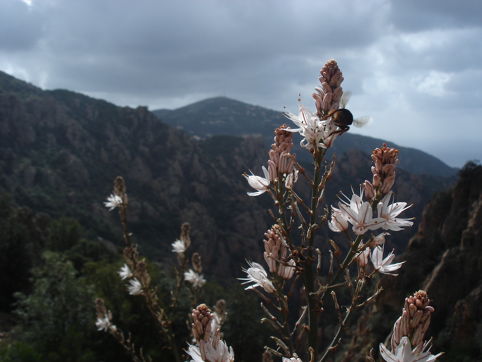 Fonds d'cran Nature Fleurs 