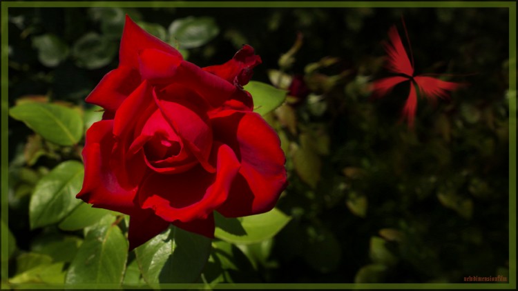 Fonds d'cran Nature Fleurs sanglante rose