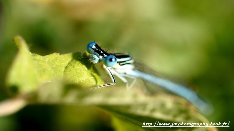 Wallpapers Animals Insects - Dragonflies demoiselles bleue