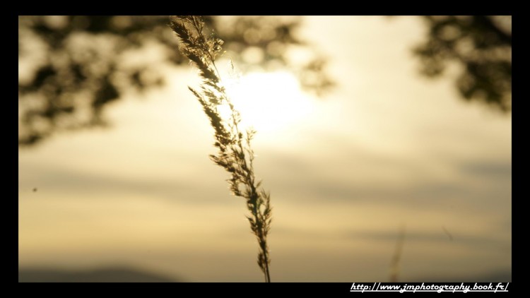 Wallpapers Nature Herbs brin d'herbe