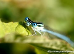 Wallpapers Animals demoiselles bleue