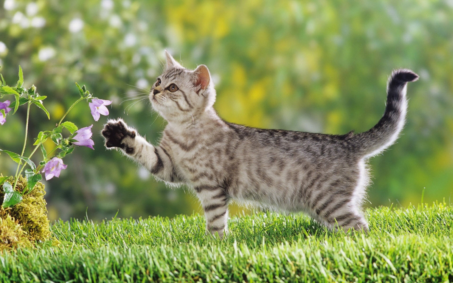 Wallpapers Animals Cats - Kittens 