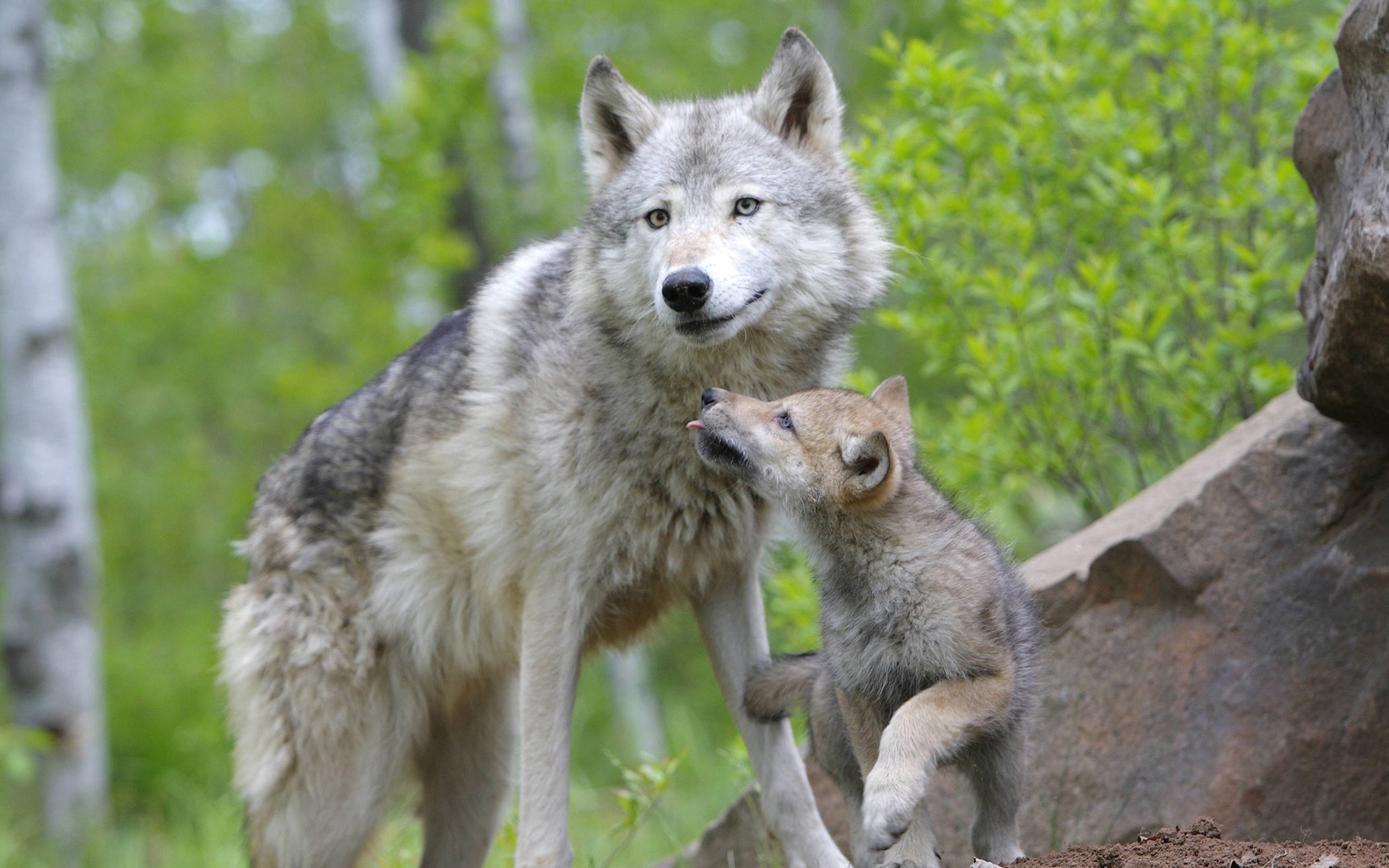 Wallpapers Animals Wolves 