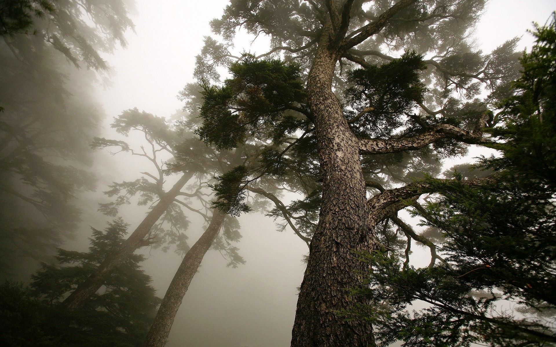 Fonds d'cran Nature Arbres - Forts 