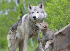 Fonds d'cran Animaux Image sans titre N266306