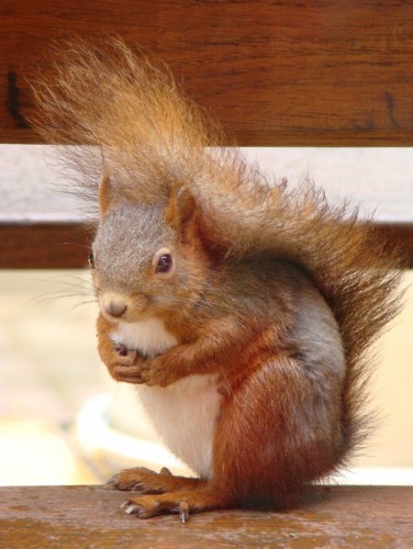 Fonds d'cran Animaux Rongeurs - Ecureuils Petit Filou