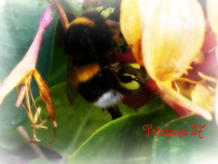 Wallpapers Animals Insects - Bees, Wasps Wallpaper N266382