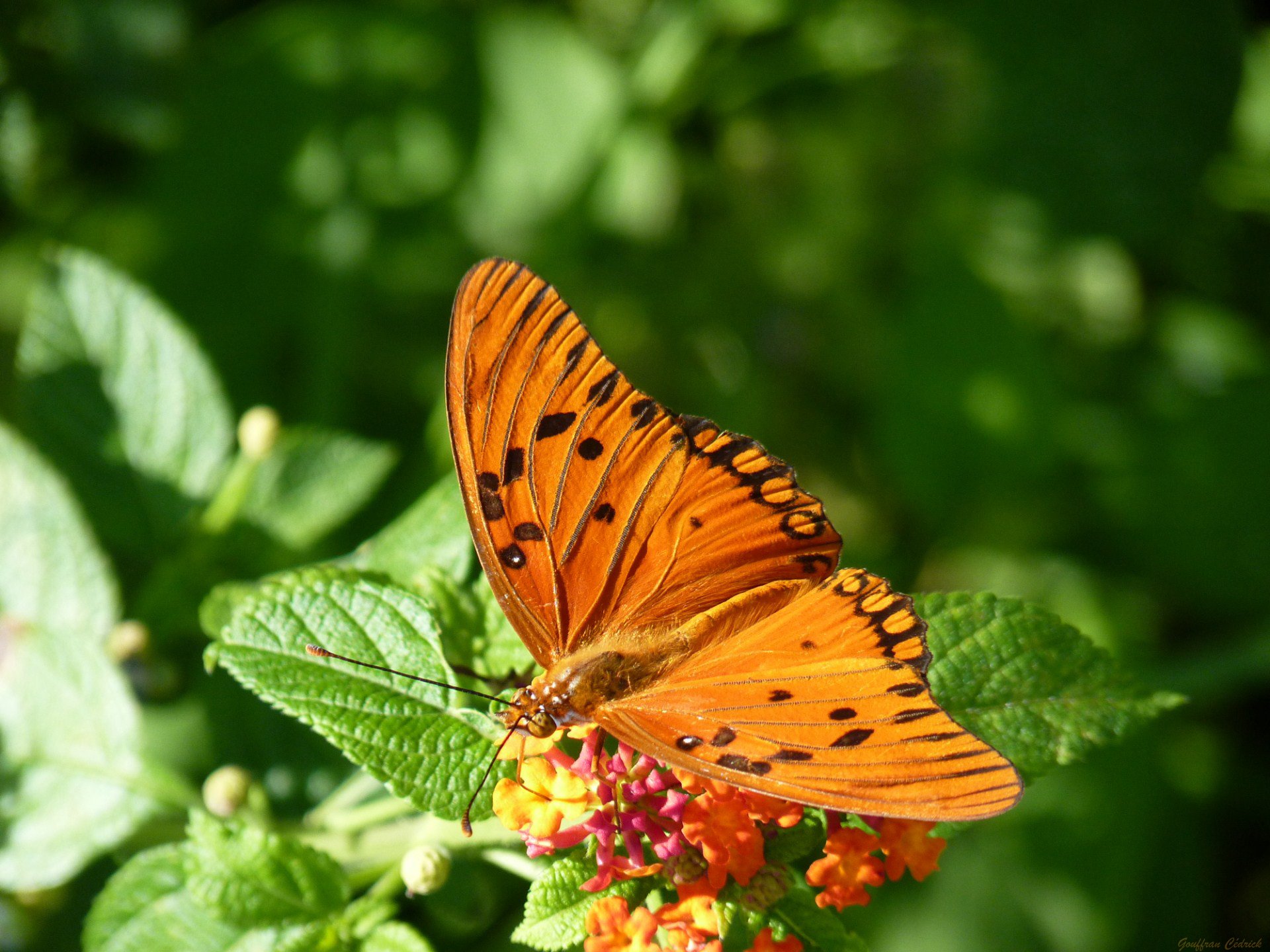 Wallpapers Animals Insects - Butterflies 