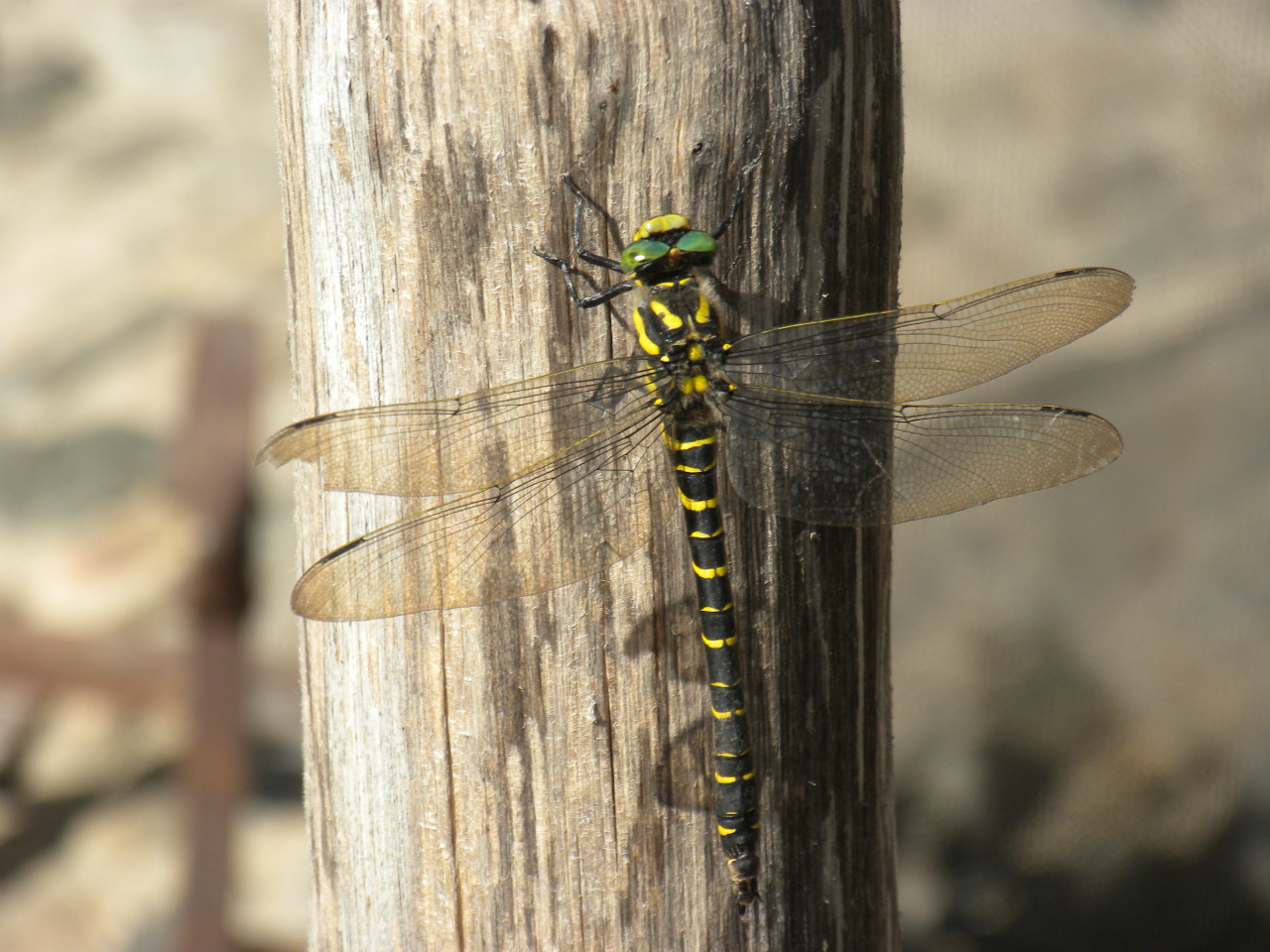 Fonds d'cran Animaux Insectes - Libellules 