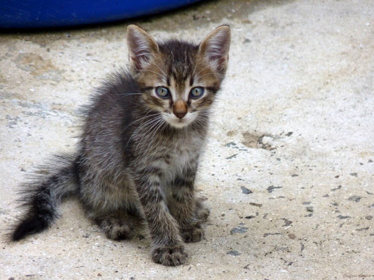 Fonds d'cran Animaux Chats - Chatons Wallpaper N266407