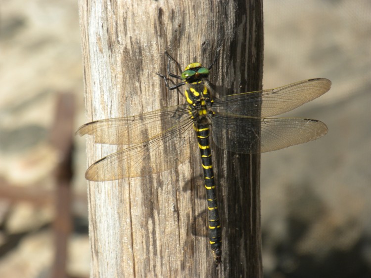 Fonds d'cran Animaux Insectes - Libellules Wallpaper N266429