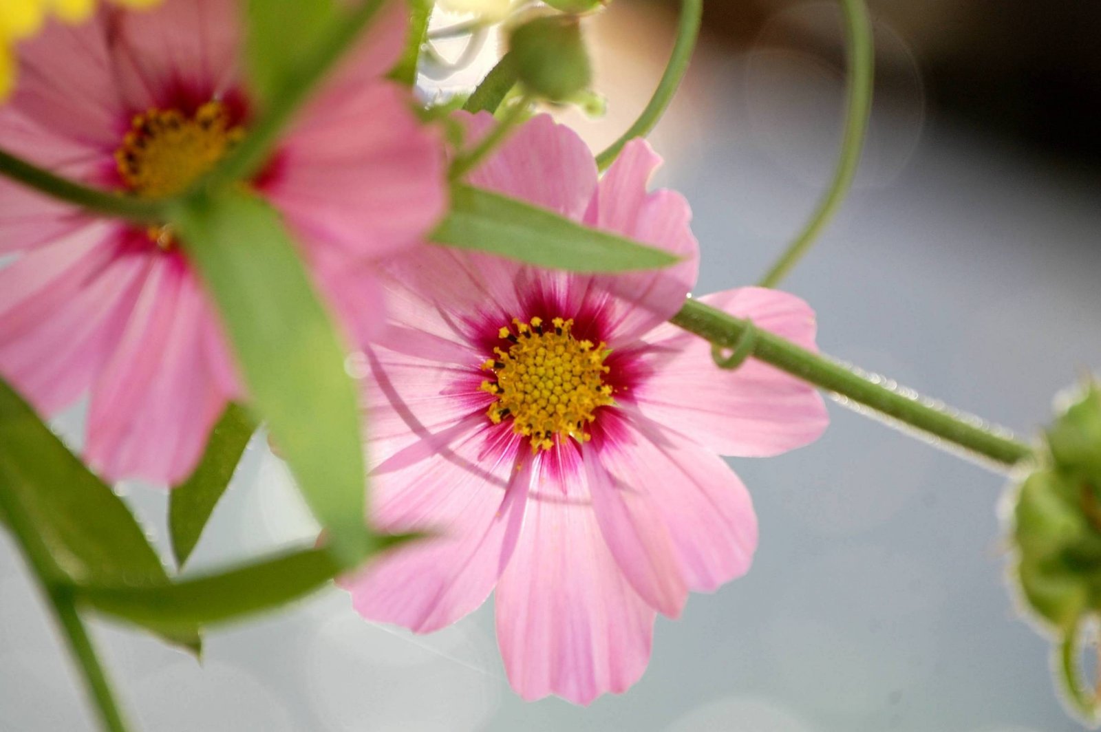 Wallpapers Nature Flowers Fleurs du Chteau de Versailles