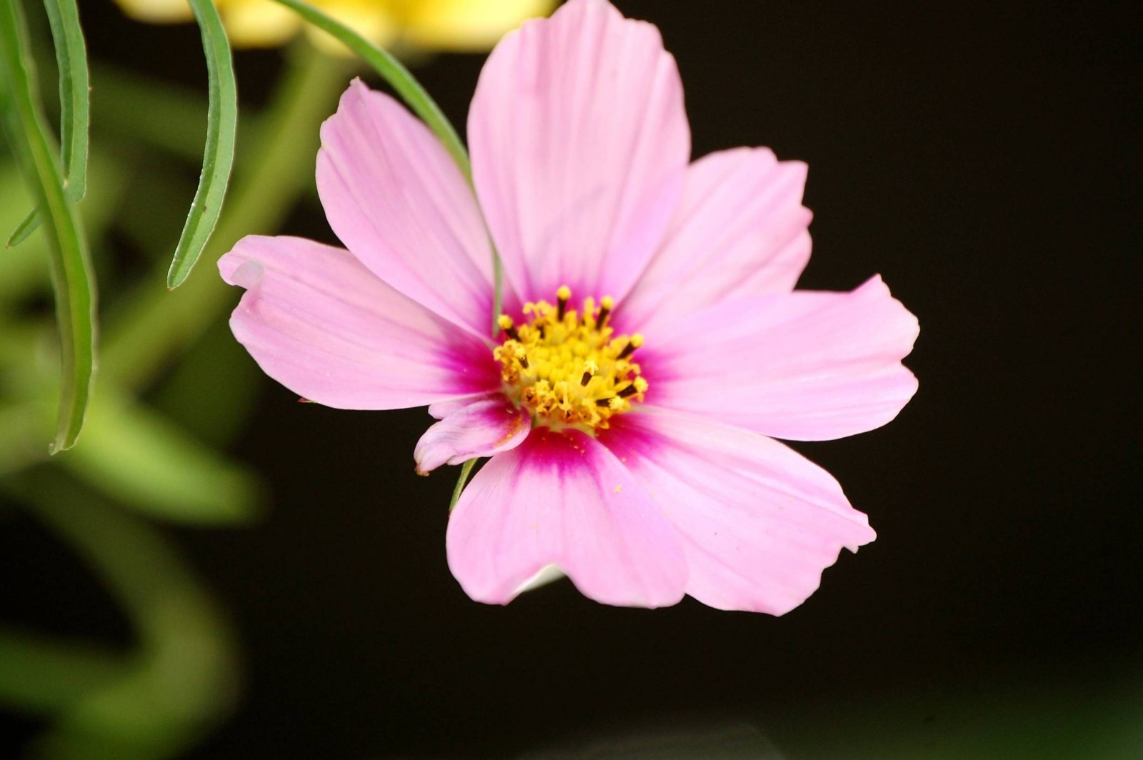 Fonds d'cran Nature Fleurs Fleurs du Chteau de Versailles (2)