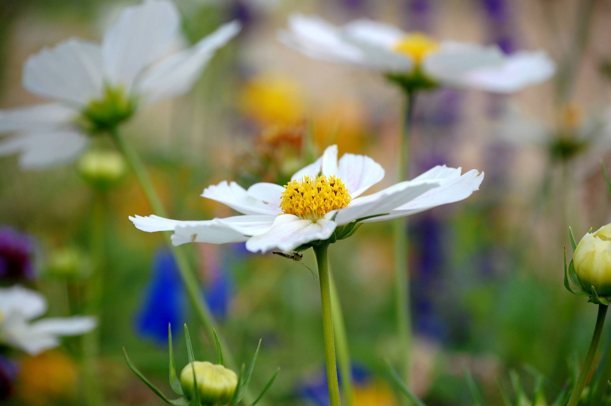 Wallpapers Nature Flowers Fleurs du Chteau de Versailles (3)