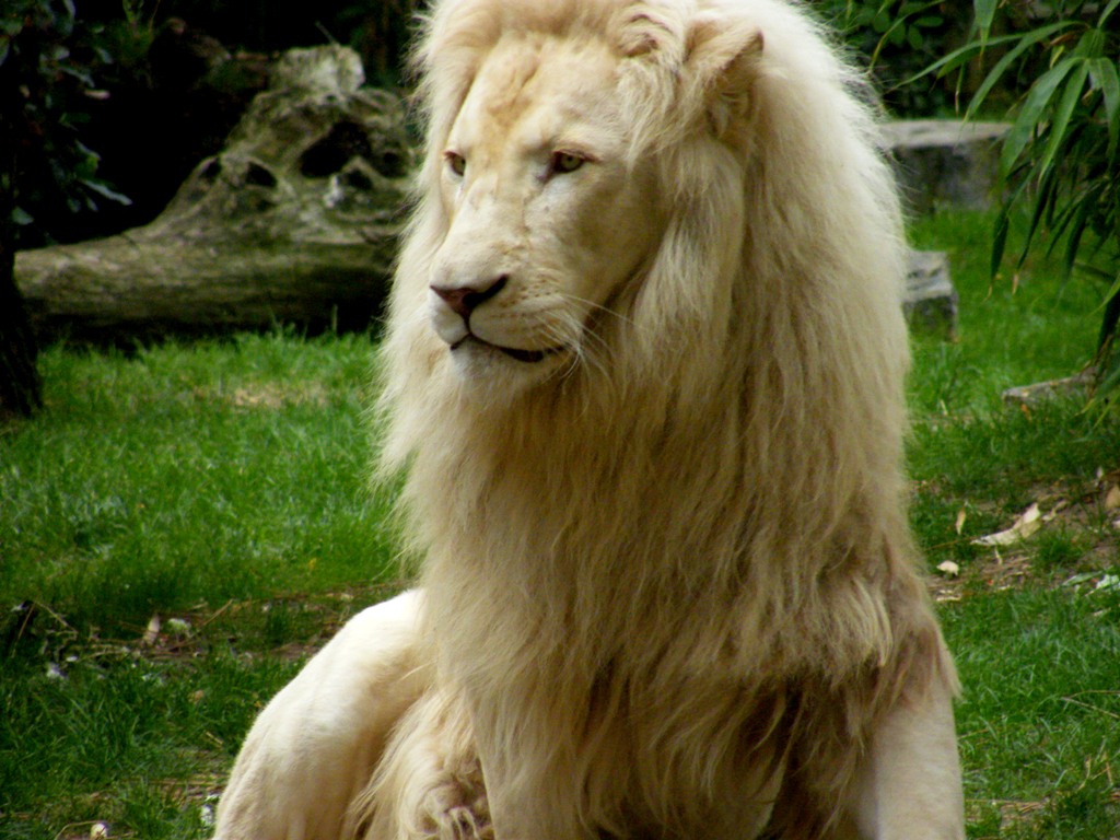 Wallpapers Animals Felines - Lions Lion blanc