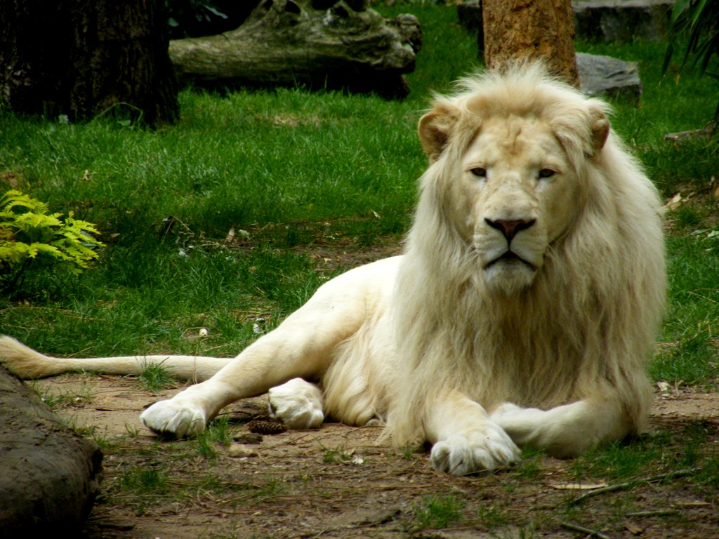 Wallpapers Animals Felines - Lions 