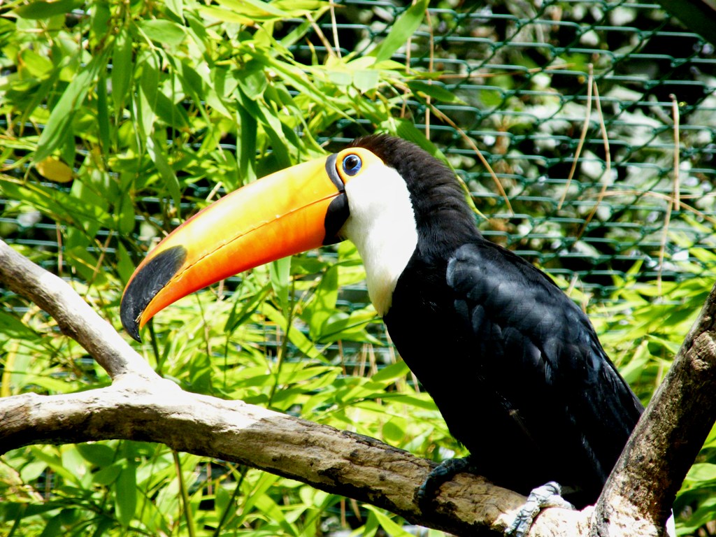 Wallpapers Animals Birds - Toucans Toucan