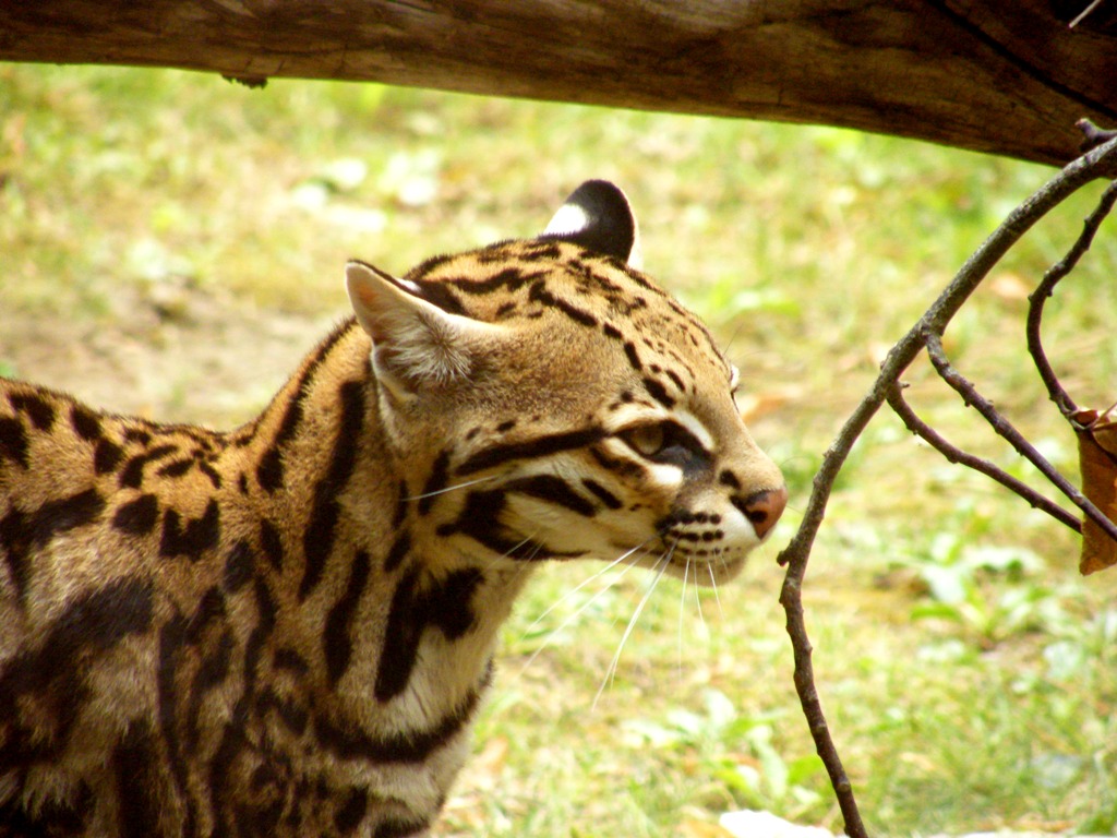 Wallpapers Animals Felines - Ocelots, Margays, Oncilles Ocelot