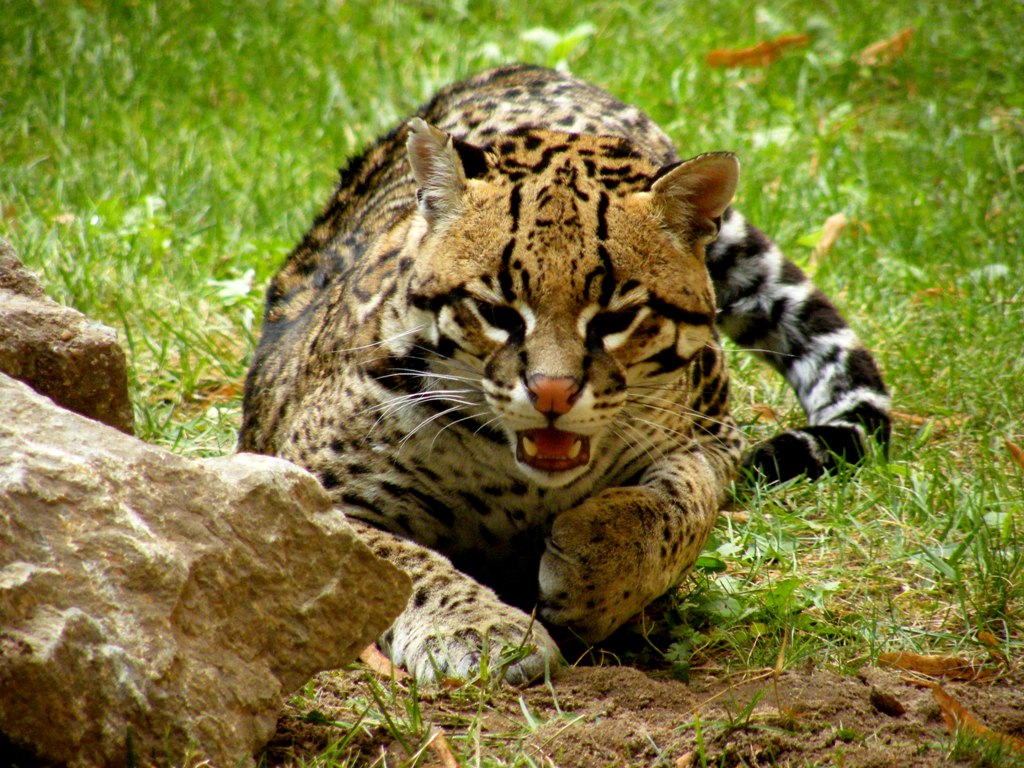 Wallpapers Animals Felines - Ocelots, Margays, Oncilles 