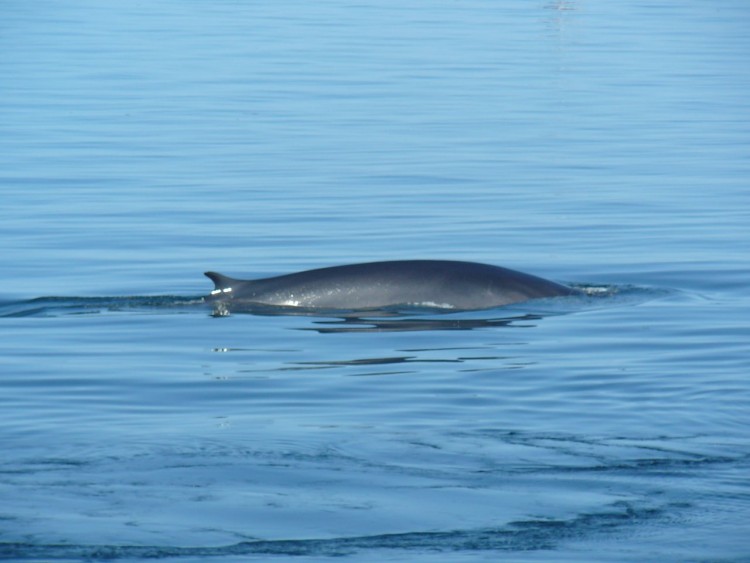 Wallpapers Animals Sealife - Whales Baleine du St-Laurent.