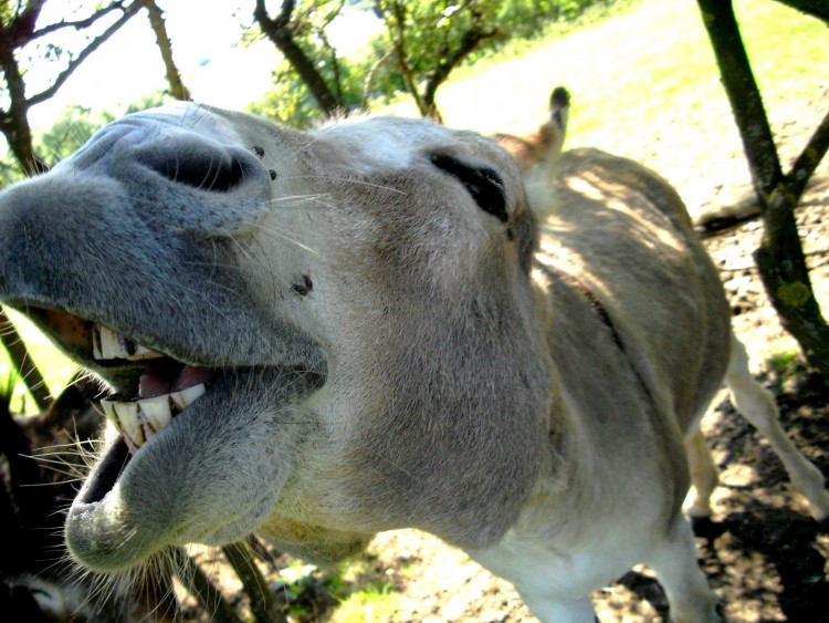 Wallpapers Animals Donkeys Bonne humeur