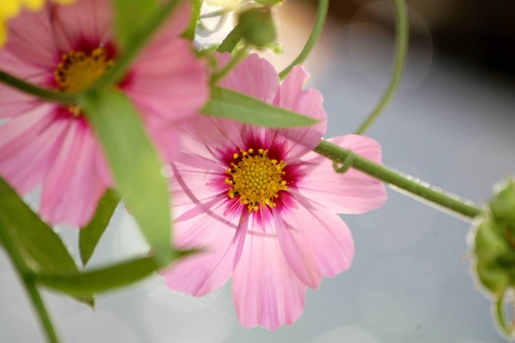 Fonds d'cran Nature Fleurs Fleurs du Chteau de Versailles