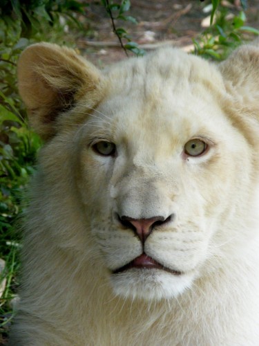 Fonds d'cran Animaux Flins - Lions Lionceau blanc