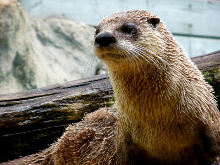 Fonds d'cran Animaux Loutres loutre