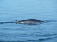 Wallpapers Animals Baleine du St-Laurent.