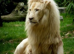 Fonds d'cran Animaux Lion blanc