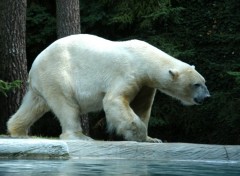 Fonds d'cran Animaux Ours polaire