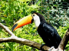 Fonds d'cran Animaux Toucan