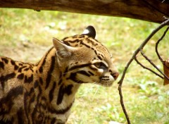 Fonds d'cran Animaux Ocelot