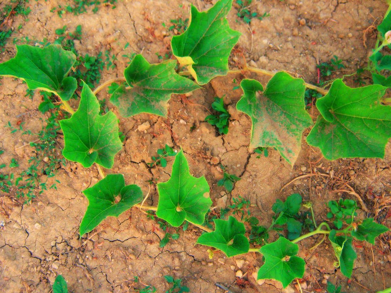 Wallpapers Nature Leaves - Foliage 