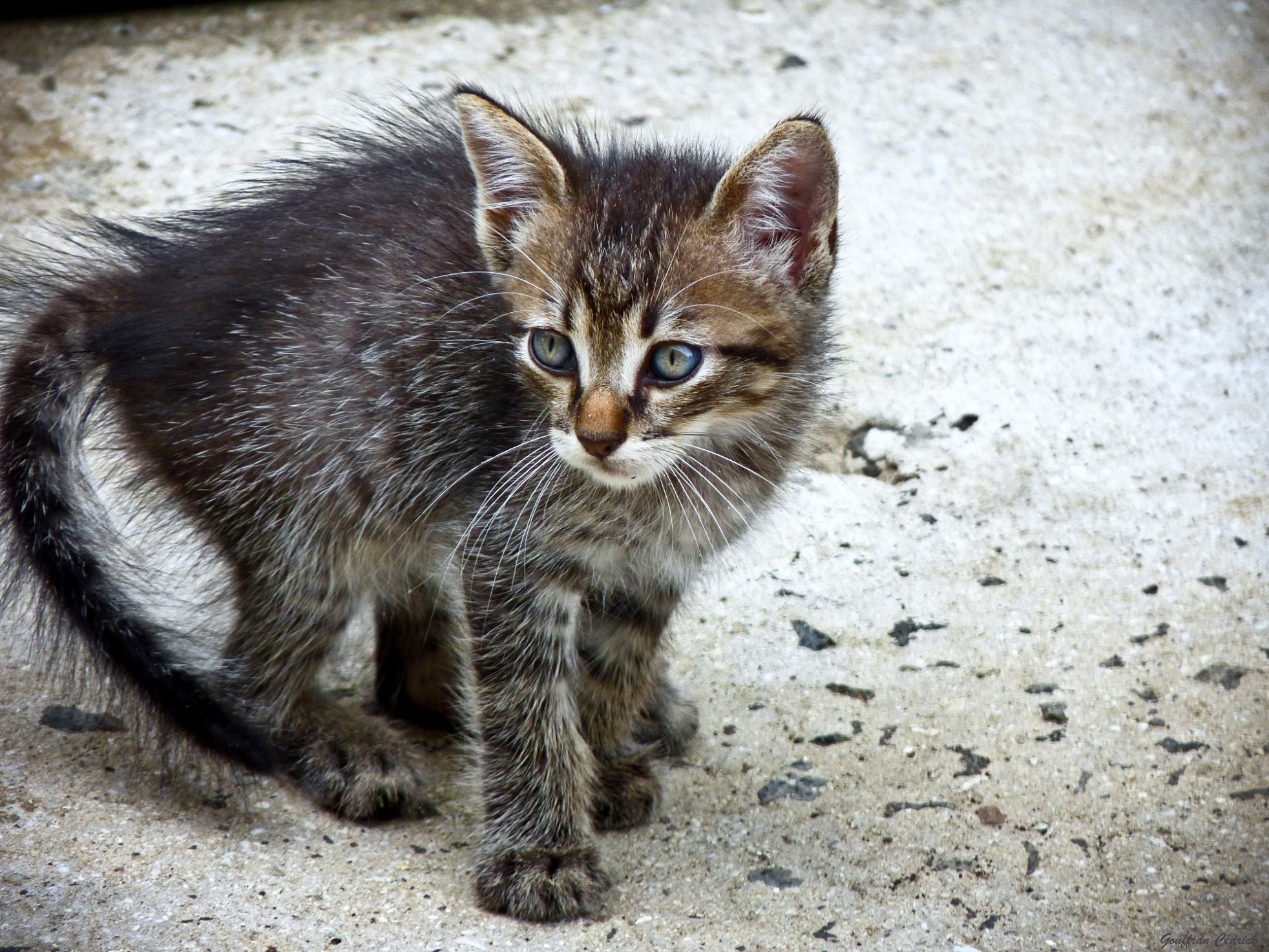 Fonds d'cran Animaux Chats - Chatons ...Chopin le Chat...