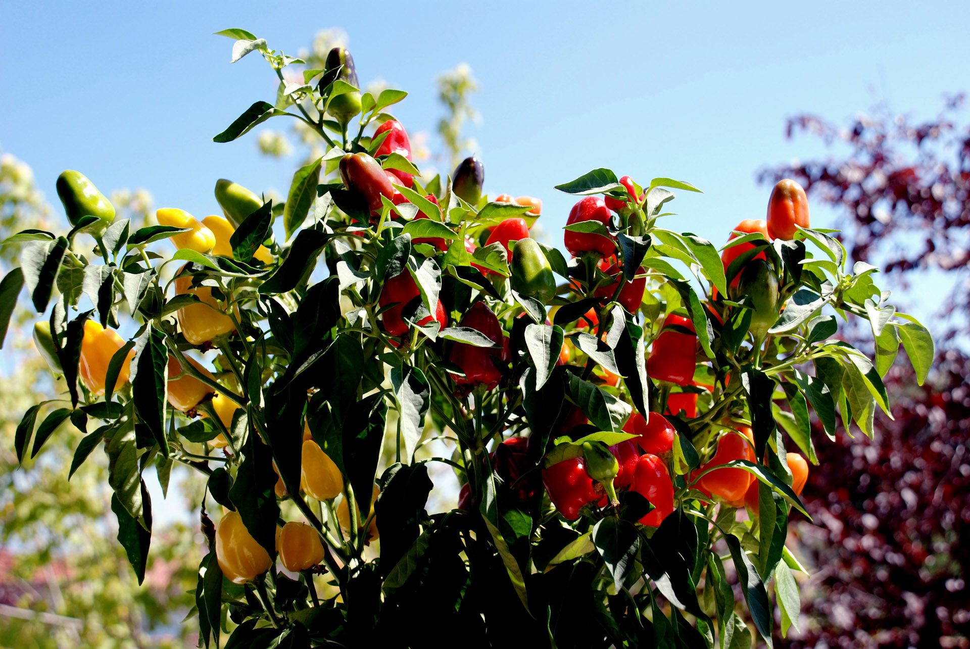 Wallpapers Nature Plants - Shrubs piments d ornementation