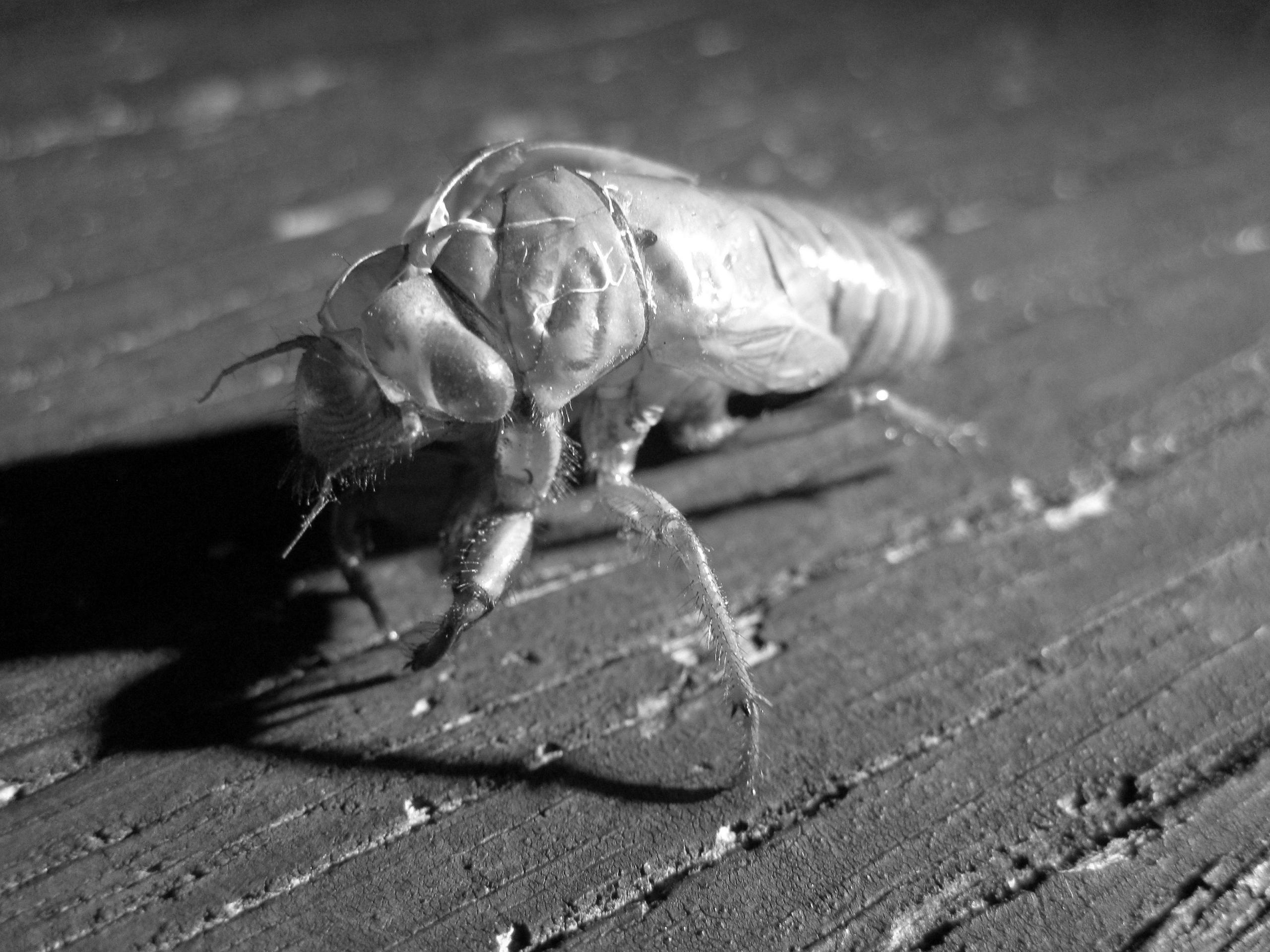 Fonds d'cran Animaux Insectes - Cigales 