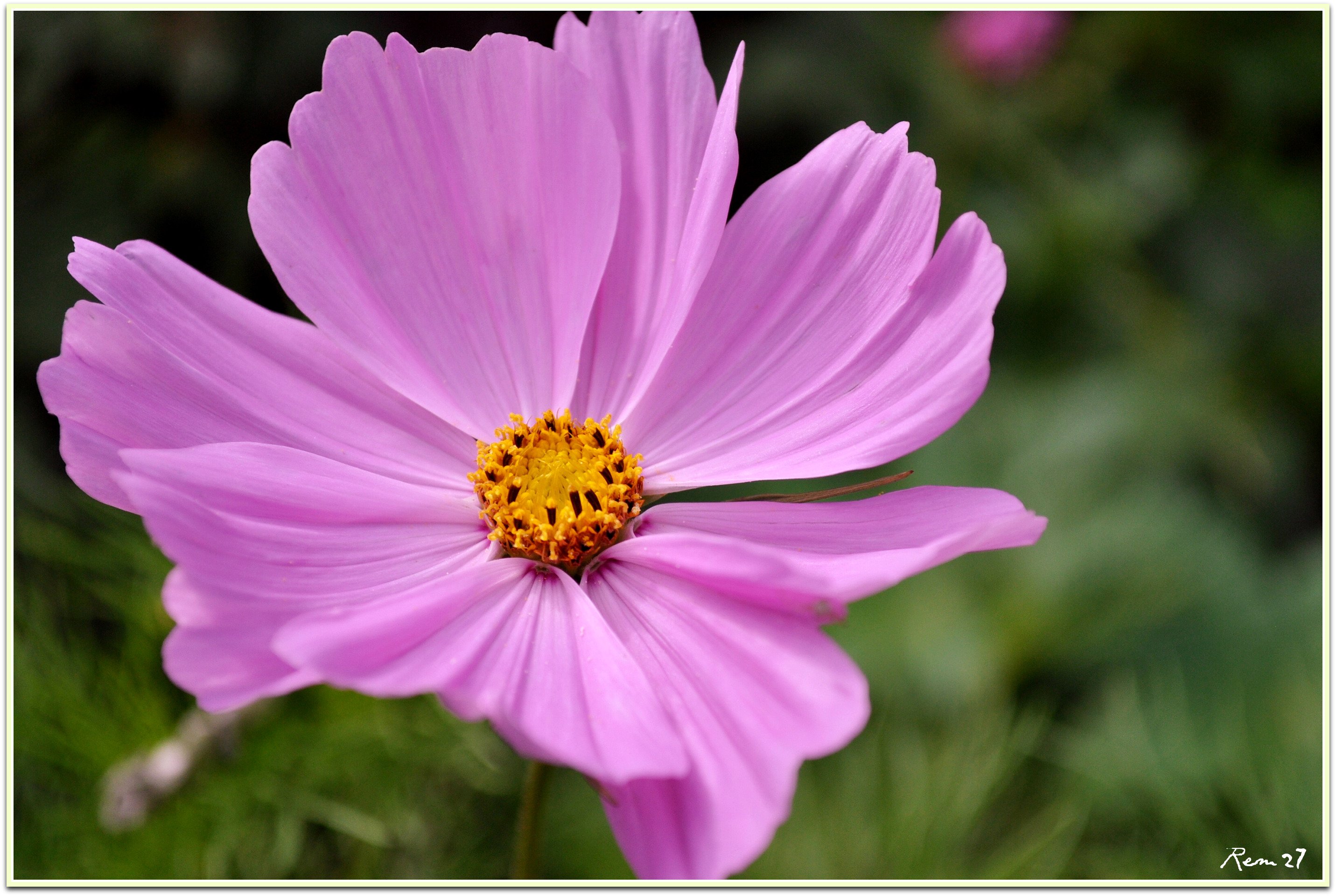 Fonds d'cran Nature Fleurs 