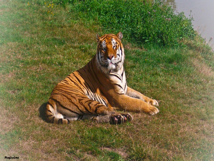 Fonds d'cran Animaux Flins - Tigres Tigre