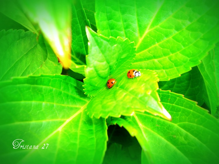 Fonds d'cran Animaux Insectes - Coccinelles Wallpaper N266571