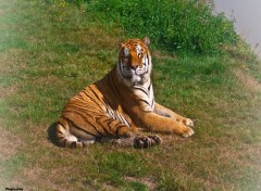 Fonds d'cran Animaux Tigre